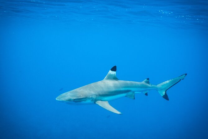 Half-Day Snorkeling Tour in Tahiti - Sapinus Bay and the search for sea turtles