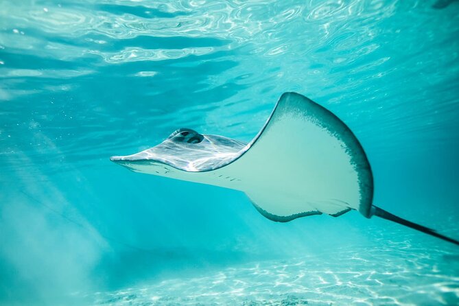 Half Day Tour lagoon discovery marine fauna flora small group - A small boat makes Moorea’s lagoon feel personal