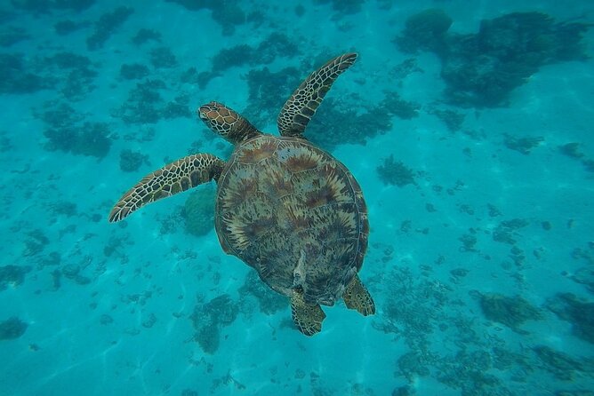Half Day Tour lagoon discovery marine fauna flora small group - Who should book this Moorea outing