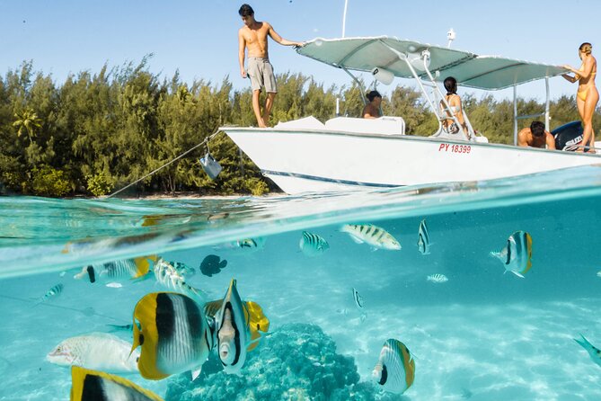 Half Day Tour lagoon discovery marine fauna flora small group - Stop one: rays and blacktip sharks at the sandbar