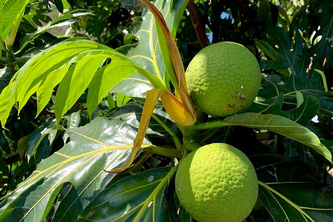 Half-Day Tour of Moorea Island in a Small Group - Rotui tasting: juices, fruit, and local alcohol