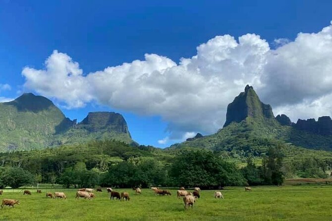 Half-Day Tour of Moorea Island in a Small Group - The truck ride: fun for some, uncomfortable for others