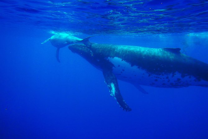 Half day whale tour 4h00 - At a glance