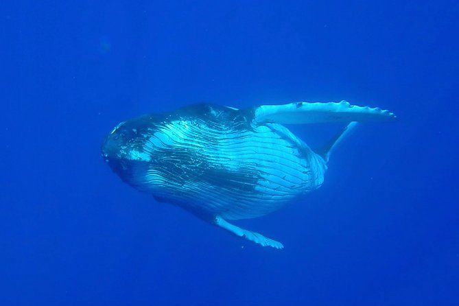 Half day whale tour 4h00 - Leaving Ōpūnohu Bay for the open Pacific