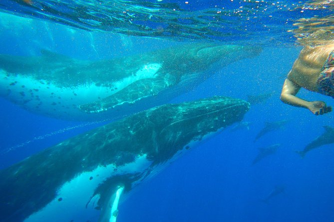 Half day whale tour 4h00 - Kevin, Mahai, and the value of a good crew