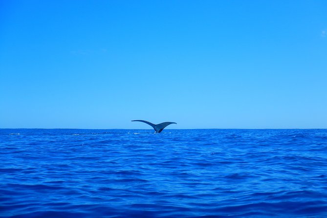 Half day whale tour 4h00 - The six-person water limit and boat capacity