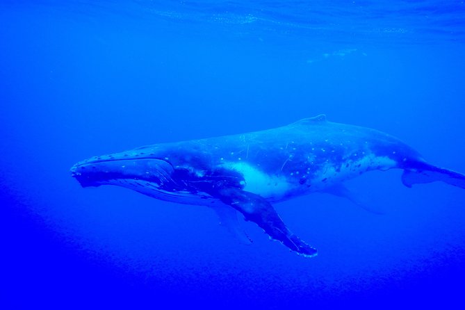 Half day whale tour 4h00 - Weather, swell, and physical demands