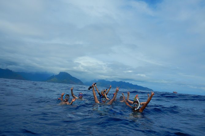 Half day whale tour 4h00 - Booking, cancellation, and who should choose it