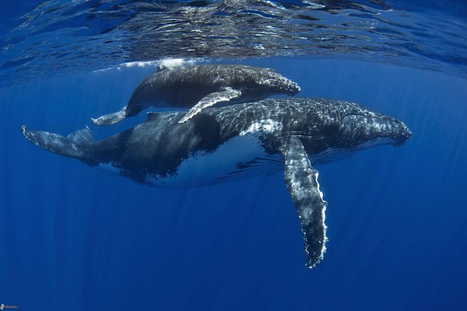 Half day whale tour 4h00 - What the whale encounter is really like