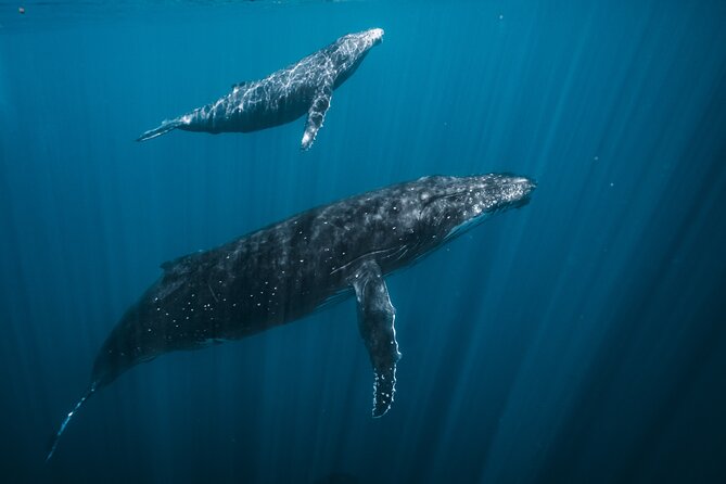 Half Day Whale Watching in a Small Shared Group - Why six people changes the whale-watching experience
