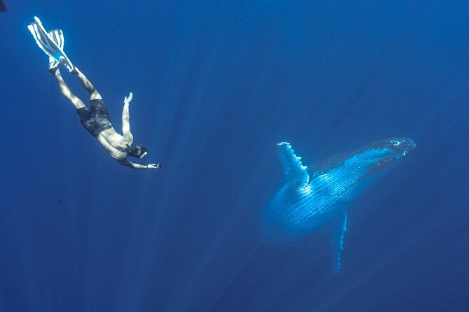 Half Day Whale Watching in a Small Shared Group - Swimming near a singing humpback