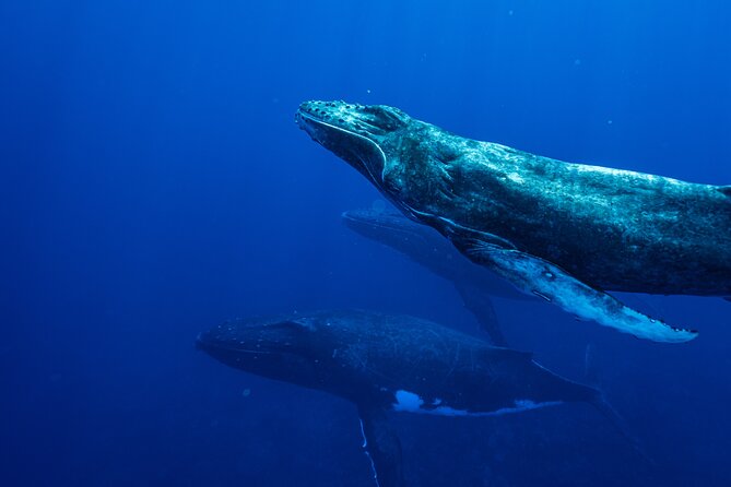 Half Day Whale Watching in a Small Shared Group - The crew and the tone on board
