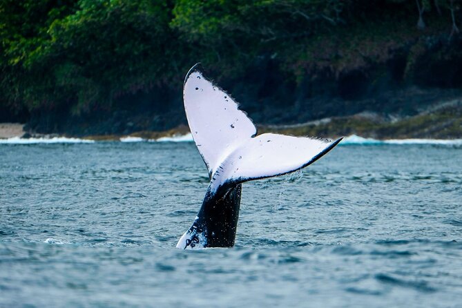 Half Day Whale Watching in a Small Shared Group - Is $236.85 a fair price?