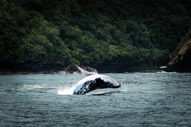 Half Day Whale Watching in a Small Shared Group - Tahiti’s humpbacks and the reason they come here