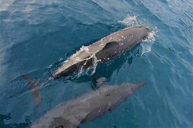 Half day whale watching - Without launch - Crew style and the feel aboard