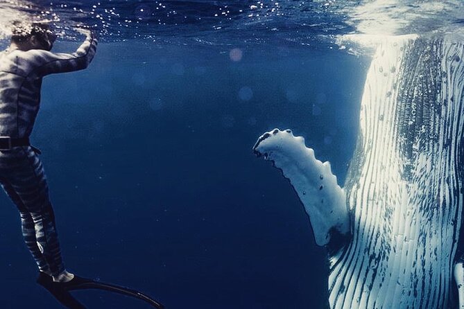 Humpback whale watching and marine life in Moorea - Key details before you book
