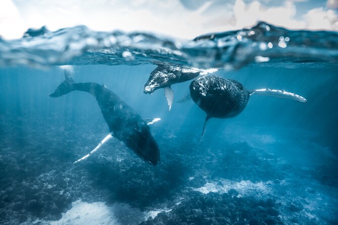 Humpback whale watching and marine life in Moorea - The meeting point changes with the season
