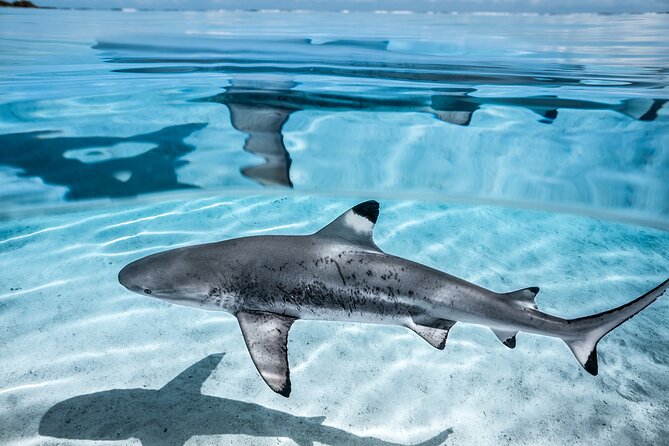 Humpback whale watching and marine life in Moorea - When the whales appear