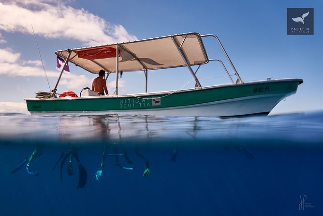 Humpback whale watching and marine life in Moorea - Guides who add value to the outing