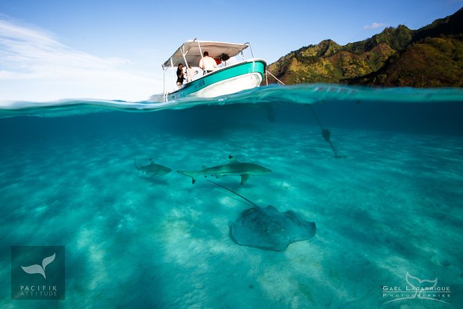 Humpback whale watching and marine life in Moorea - Why the small boat matters
