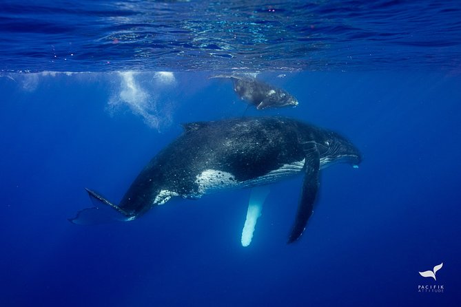 Humpback whale watching and marine life in Moorea - What the $327.95 price includes in practical terms