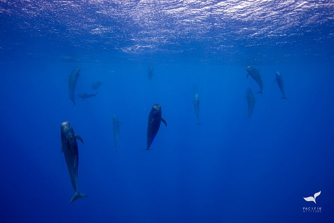 Humpback whale watching and marine life in Moorea - Who should book this experience