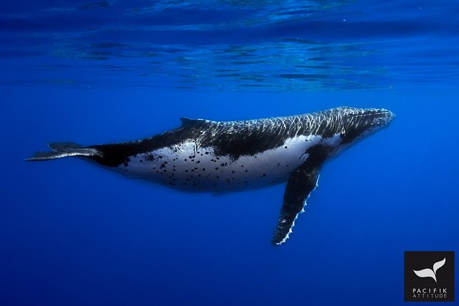 Humpback whale watching and marine life in Moorea - Three hours of searching, listening, and watching
