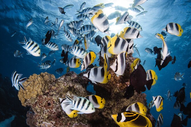 Introductory Dive in Bora Bora (afternoon) - Key points to know before you book