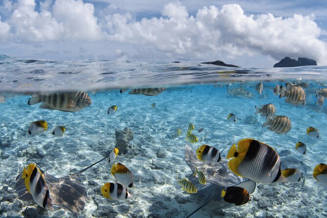 Introductory Dive in Bora Bora (afternoon) - Why this Bora Bora scuba session works for beginners
