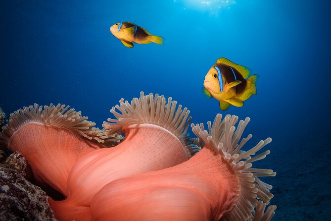 Introductory Dive in Bora Bora (afternoon) - The roughly 30-minute underwater visit