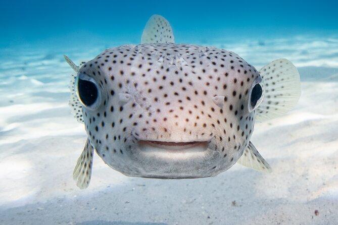 Introductory Dive in Bora Bora (afternoon) - Who should book this experience?