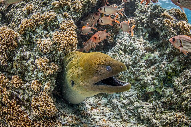 Introductory Scuba Diving Experience in Bora Bora - Coral, Fish, and the View Below the Surface