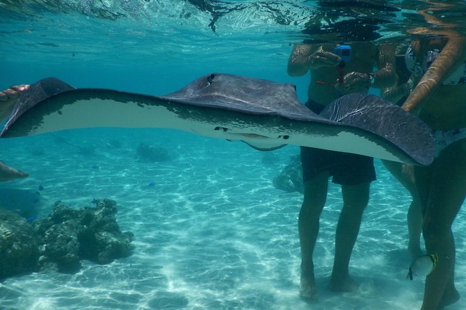 Jet-ski excursion 3 hrs Jet ski excursion to Moorea (single or two-seater) - Swimming with rays and blacktip reef sharks
