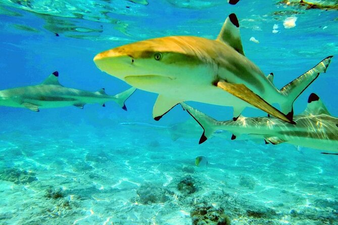 Keishi Tour Half Day Shared Excursion - Why the lagoon is the real star