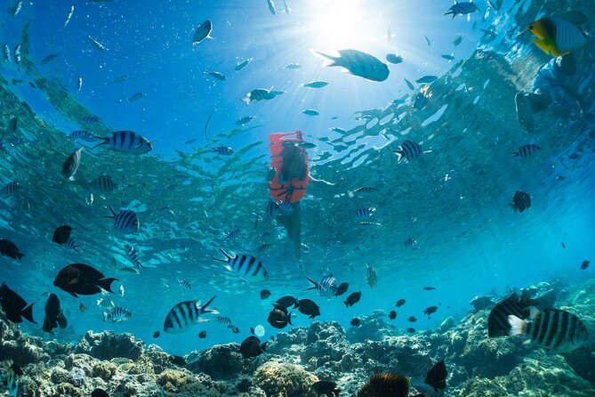 Keishi Tour Half Day Shared Excursion - Sharks and stingrays in the lagoon