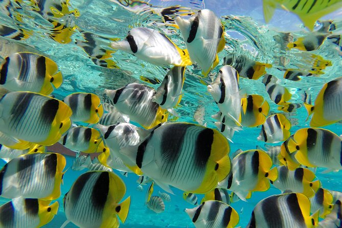 Keishi Tour Half Day Shared Excursion - Looking for manta rays