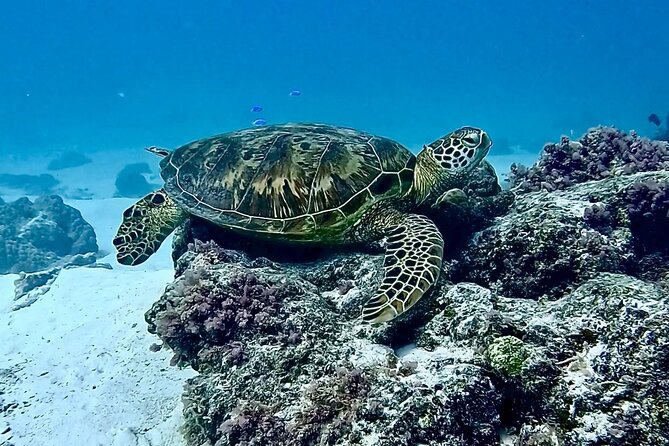 Lagoon and Marine Wildlife Tour in Moorea - Understanding the $103.24 Price
