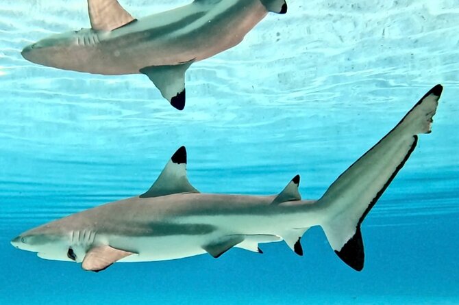 Lagoon and Marine Wildlife Tour in Moorea - Meeting at Plage de Tiahura