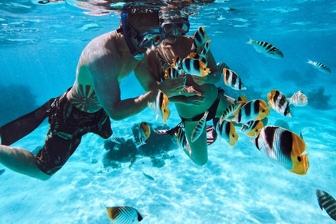 Lagoon and Wildlife Discovery on a Private Boat in Moorea - The possible turtle stop depends on conditions