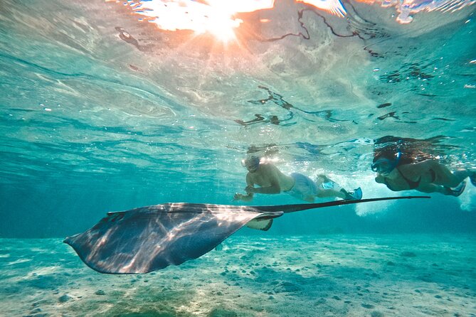 Lagoon and Wildlife Discovery on a Private Boat in Moorea - What the $293.94 price means for your group