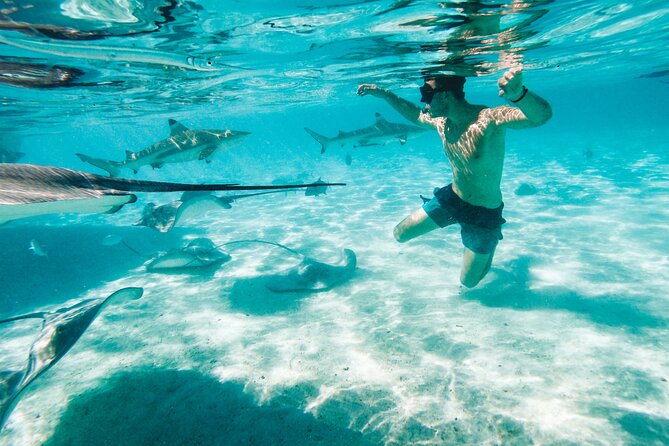 Lagoon and Wildlife Discovery on a Private Boat in Moorea - Swimming with blacktip reef sharks and stingrays