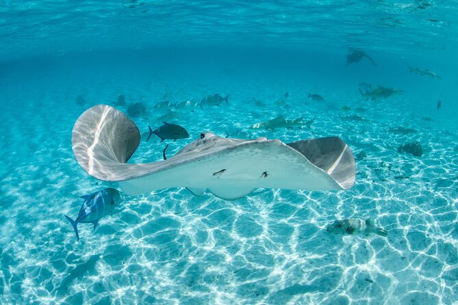 Lagoon Exploration and Snorkeling in Moorea - Key points to know before you book