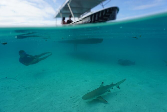 Lagoon Exploration and Snorkeling in Moorea - What the four-hour route can include