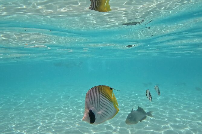 Lagoon Exploration and Snorkeling in Moorea - How the wildlife encounters work
