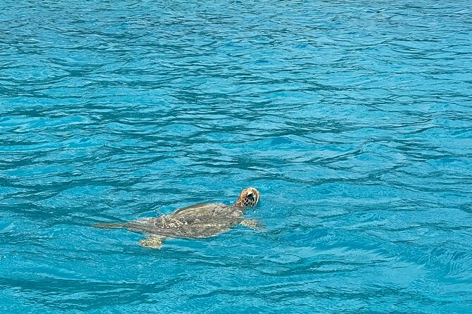 Lagoon Exploration and Snorkeling in Moorea - Who will enjoy this Moorea boat trip?