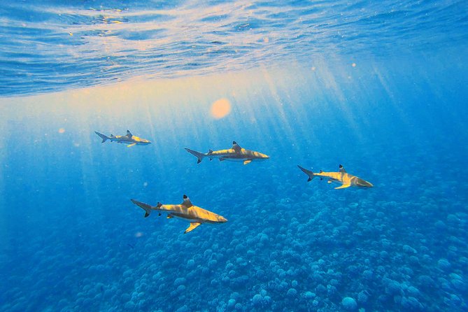 Lagoon Tour - Discover the magnificent lagoon of Moorea - Why the small boat matters on Moorea