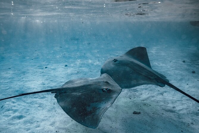 Lagoon Tour - Discover the magnificent lagoon of Moorea - Coral gardens, sculptures, and colorful fish