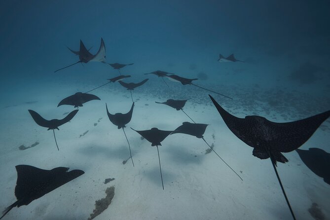 Lagoon Tour - Discover the magnificent lagoon of Moorea - The optional motu lunch