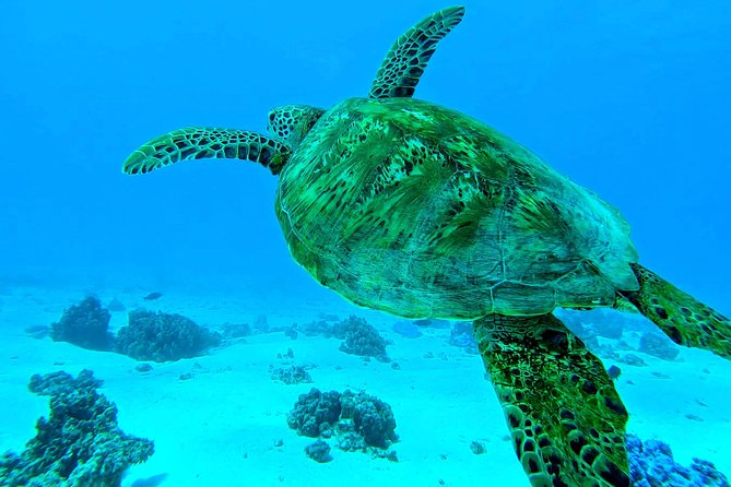 Lagoon Tour - Discover the magnificent lagoon of Moorea - The sandbar with stingrays and blacktip reef sharks