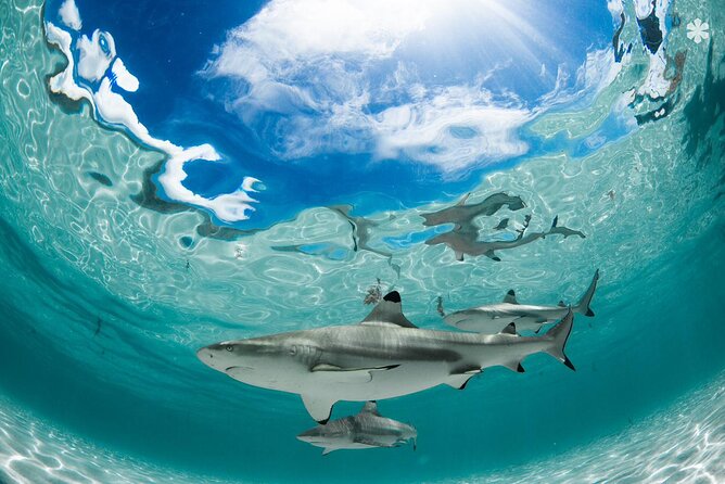 Lagoon Tour in Moorea in Small Group with Lunch - Who Will Enjoy This Tour Most